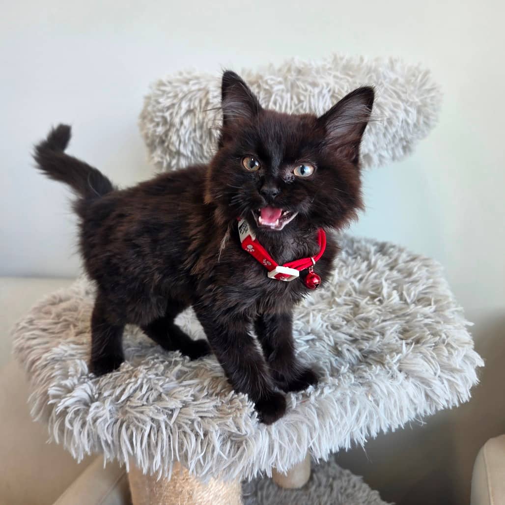 Amber - Domestic Medium Hair cat available for adoption in Saskatchewan