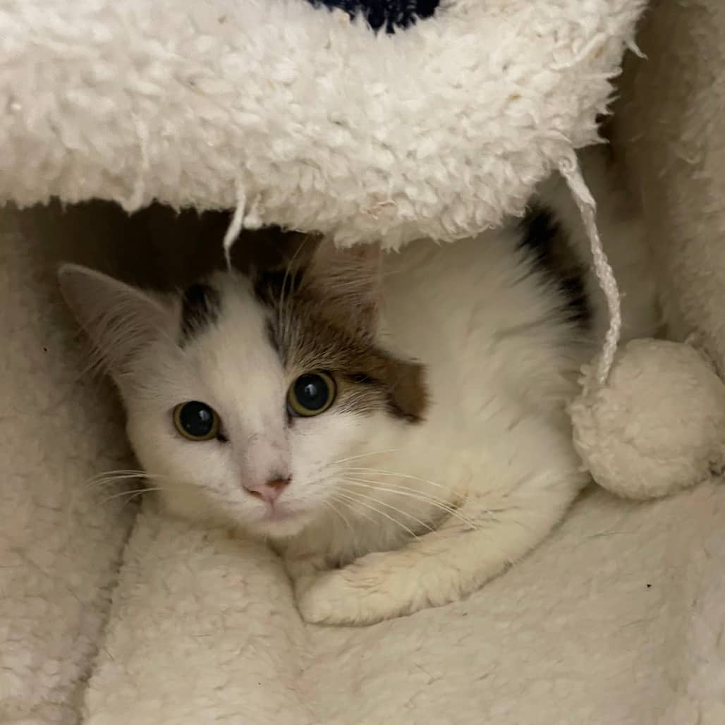 Robin - Domestic Medium Hair cat available for adoption at Battlefords Humane Society in North Battleford