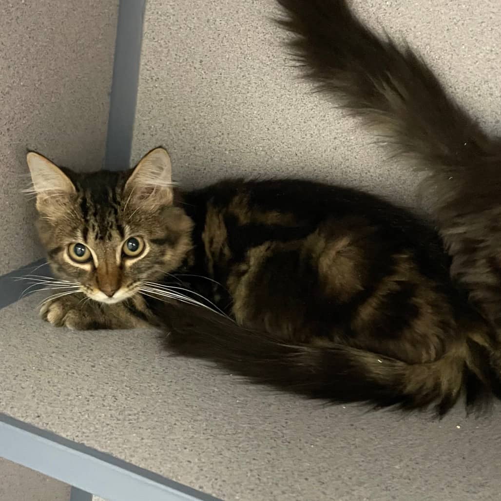Percy - Domestic Medium Hair cat available for adoption at Battlefords Humane Society in North Battleford