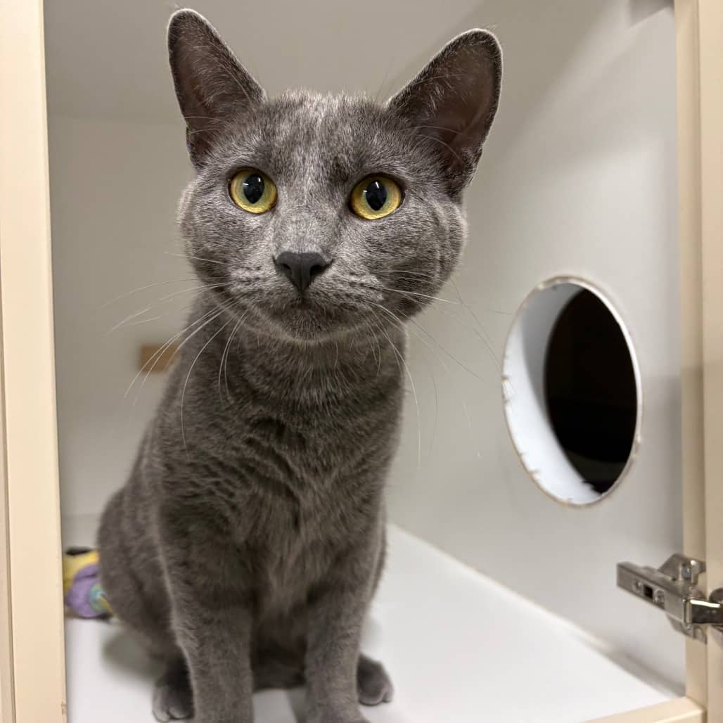 Lizzy - Domestic Shorthair / Domestic Shorthair available for adoption