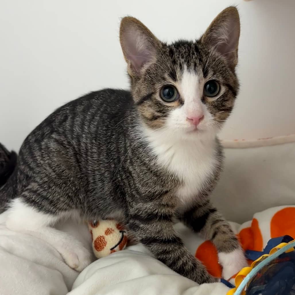 Bart - Domestic Shorthair available for adoption