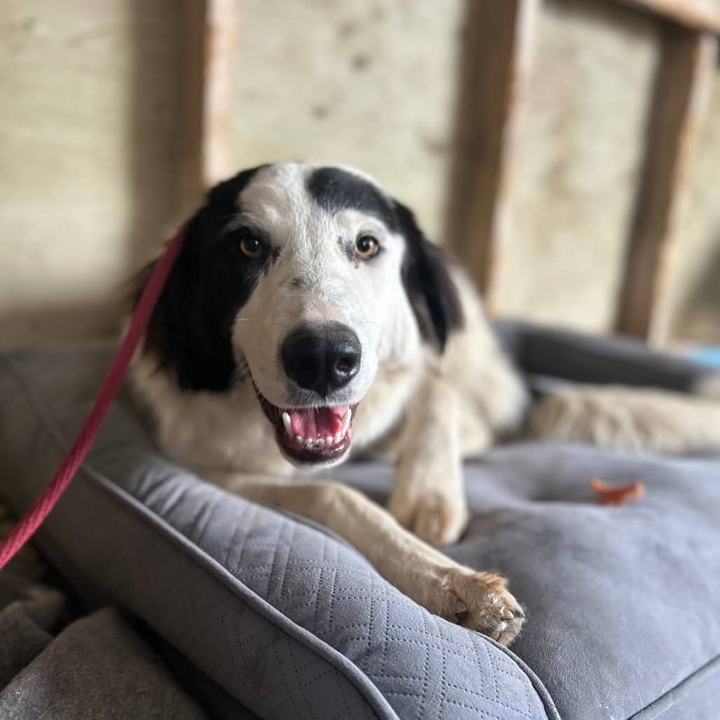 Kuropatoli (Tundra) - PYRENEES, GREAT/MIX available for adoption in Alberta