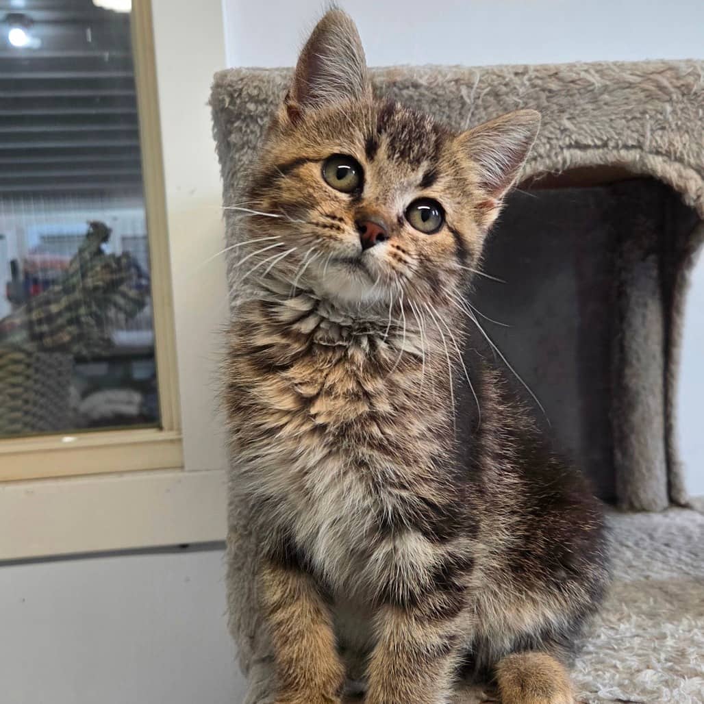 Charlie - Domestic Shorthair cat available for adoption in Saskatchewan