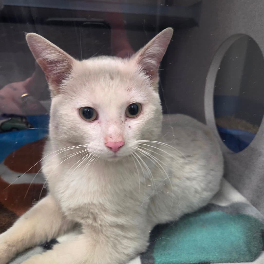 Flurry - Domestic Shorthair cat available for adoption at Battlefords Humane Society in Saskatchewan