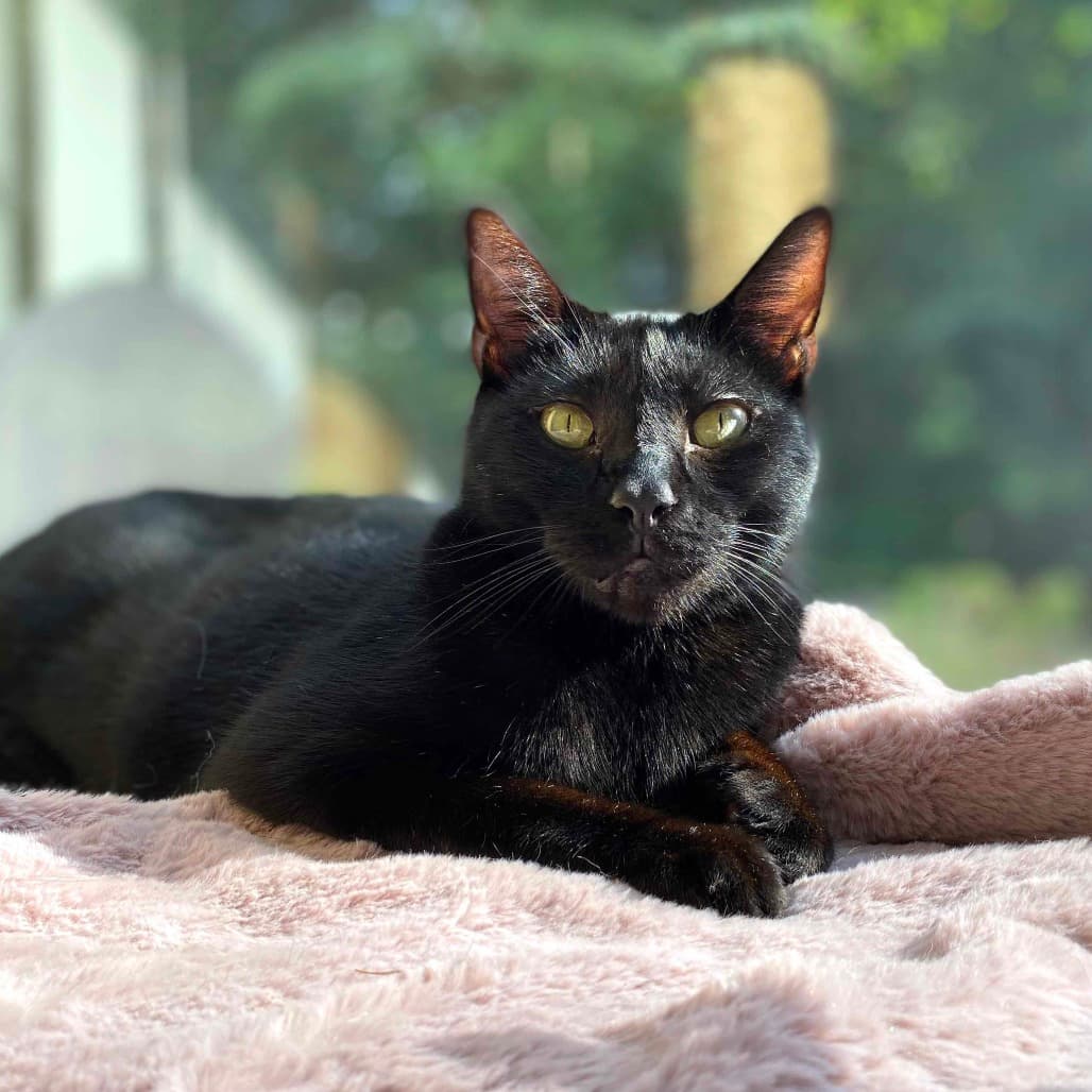 Simon - Domestic Shorthair cat available for adoption at Vancouver Orphan Kitten Rescue Association in British Columbia