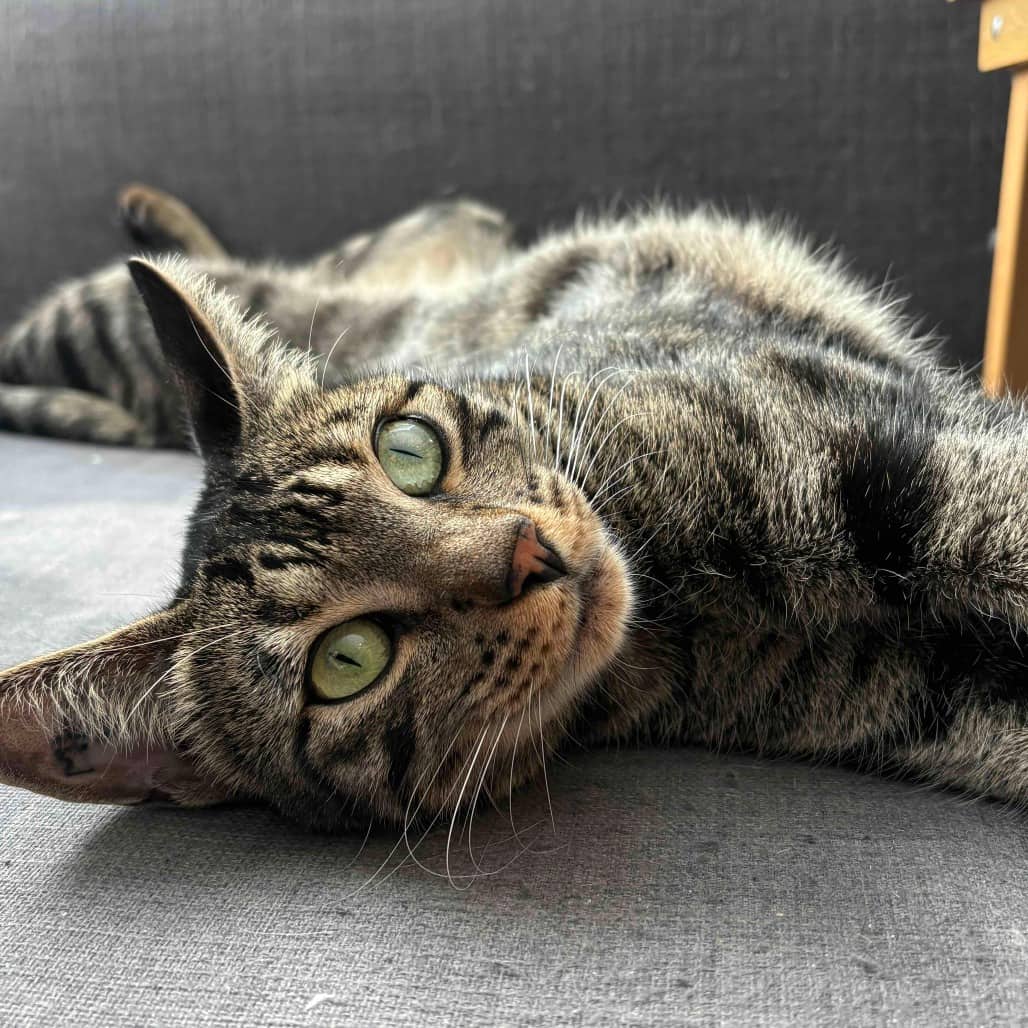 Cleo - Domestic Shorthair cat available for adoption at Vancouver Orphan Kitten Rescue Association in Vancouver