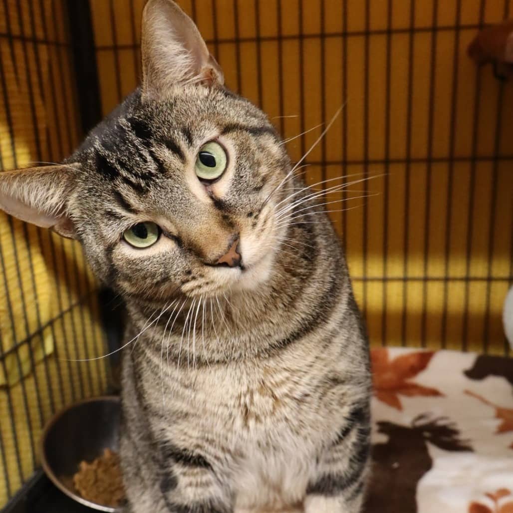 Bran - Domestic Shorthair cat available for adoption at Moose Jaw Humane Society in Moose Jaw