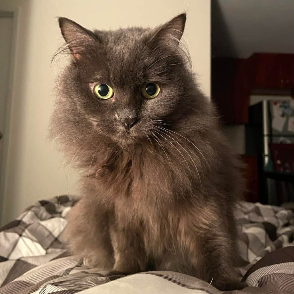 Rose - Domestic Medium Hair cat available for adoption at Vancouver Orphan Kitten Rescue Association in British Columbia