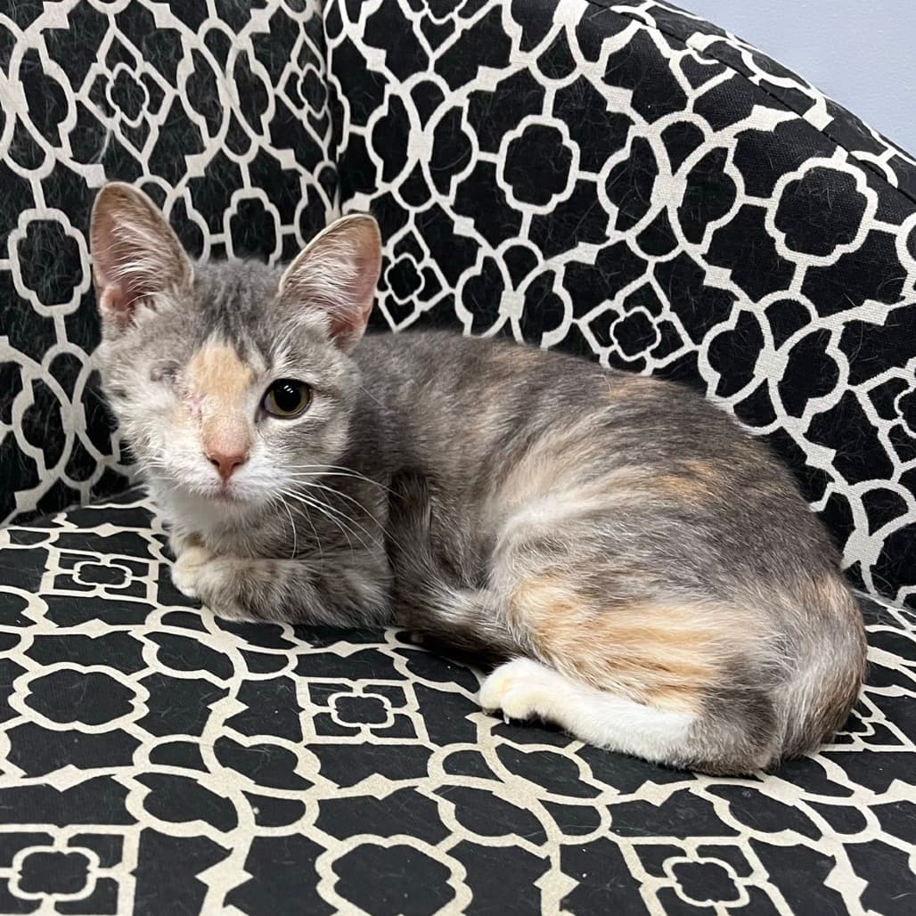 Valorie - Domestic Shorthair cat available for adoption at Prince Albert SPCA in Prince Albert