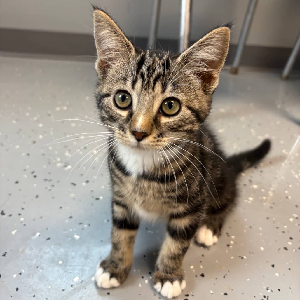 Paige - Domestic Shorthair / Domestic Shorthair available for adoption