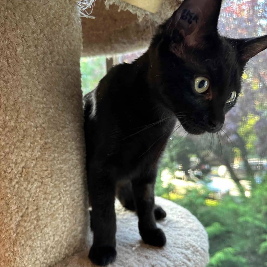 Morticia - Domestic Shorthair cat available for adoption at Vancouver Orphan Kitten Rescue Association in Vancouver