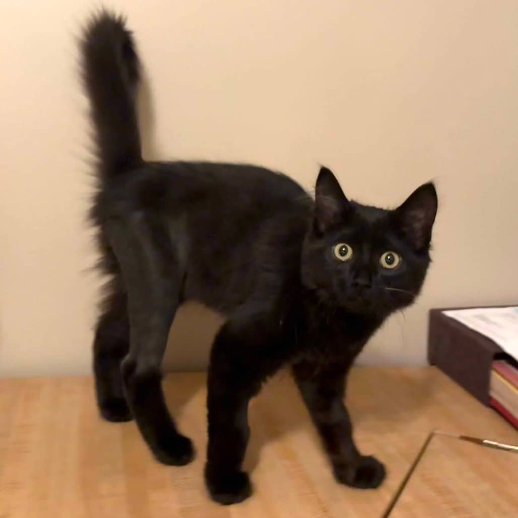 Abigail - Domestic Shorthair available for adoption