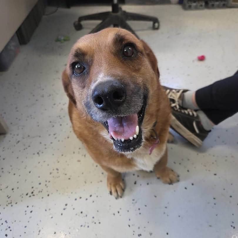 Abby - Terrier/Corgi, Cardigan Welsh available for adoption in Saskatchewan