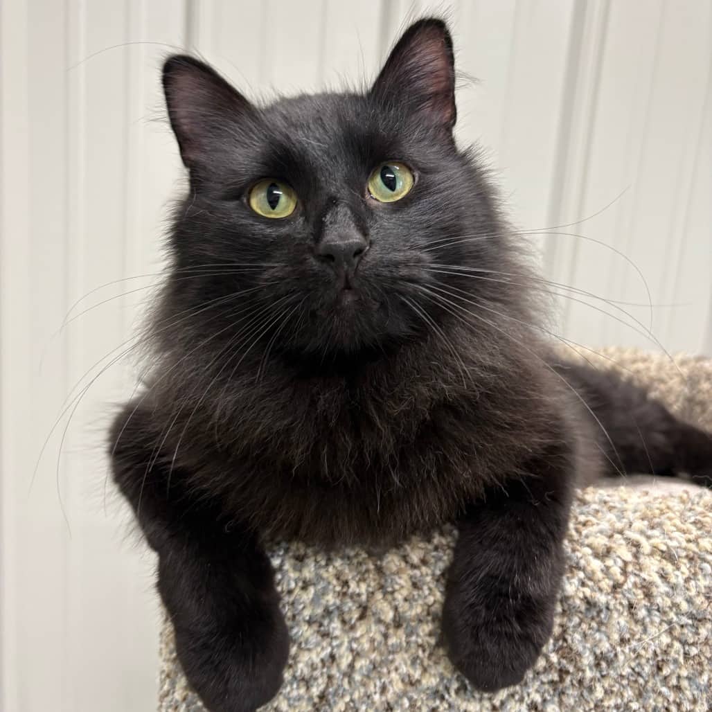 Frosty - Domestic Longhair cat available for adoption in Saskatchewan