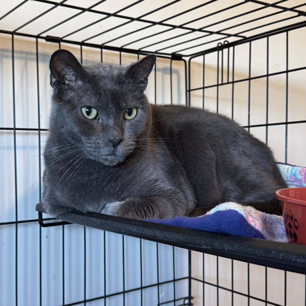 Toyoko - Domestic Shorthair available for adoption
