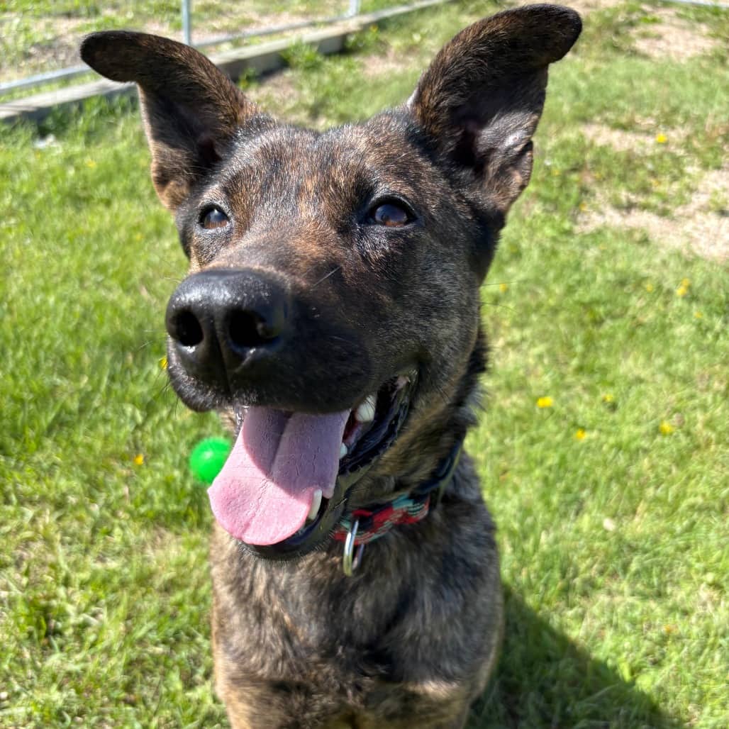 Ruby - Terrier, Pit Bull / Shepherd available for adoption