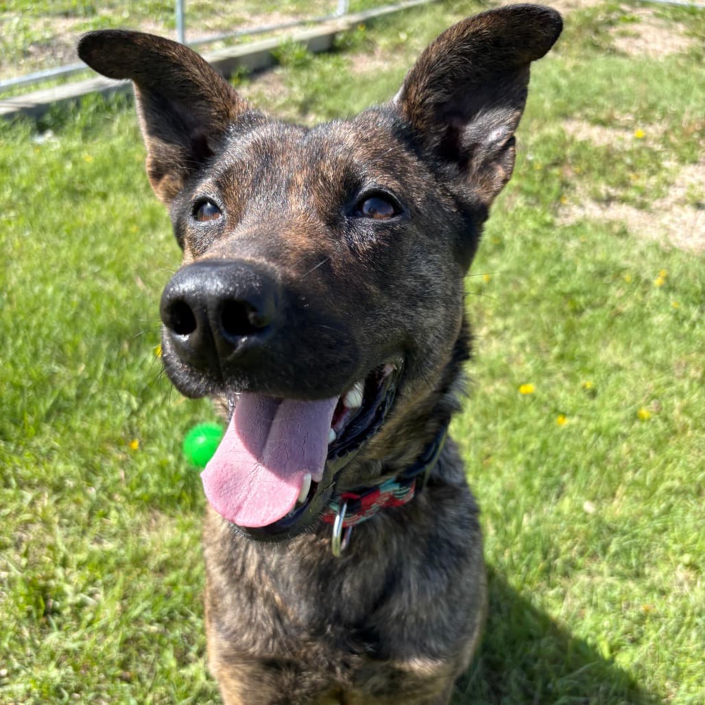 Ruby - Terrier, Pit Bull / Shepherd available for adoption