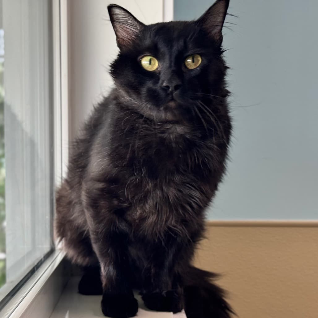 Solstice - Domestic Longhair cat available for adoption at Prince Albert SPCA in Prince Albert