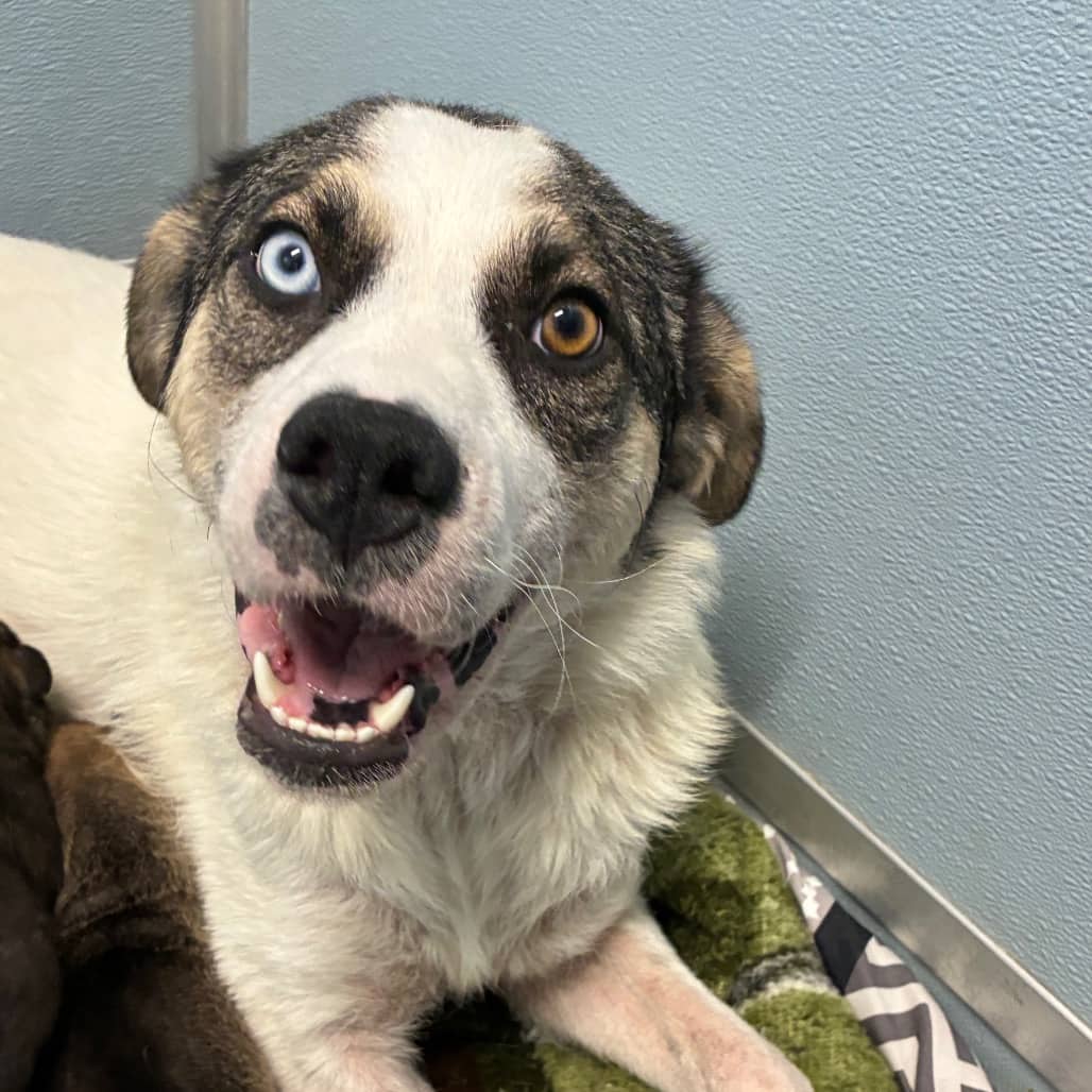 Bo - Husky / Terrier, Pit Bull available for adoption in Calgary