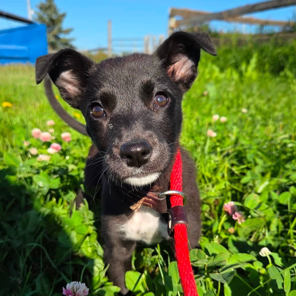 Shakira - Terrier, American Pit Bull available for adoption