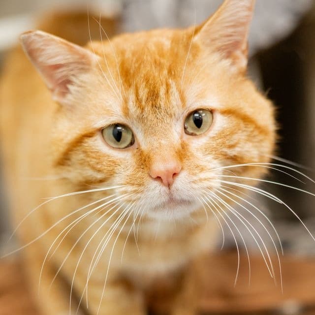 Chunky - Domestic Shorthair cat available for adoption at Saskatoon SPCA in Saskatoon