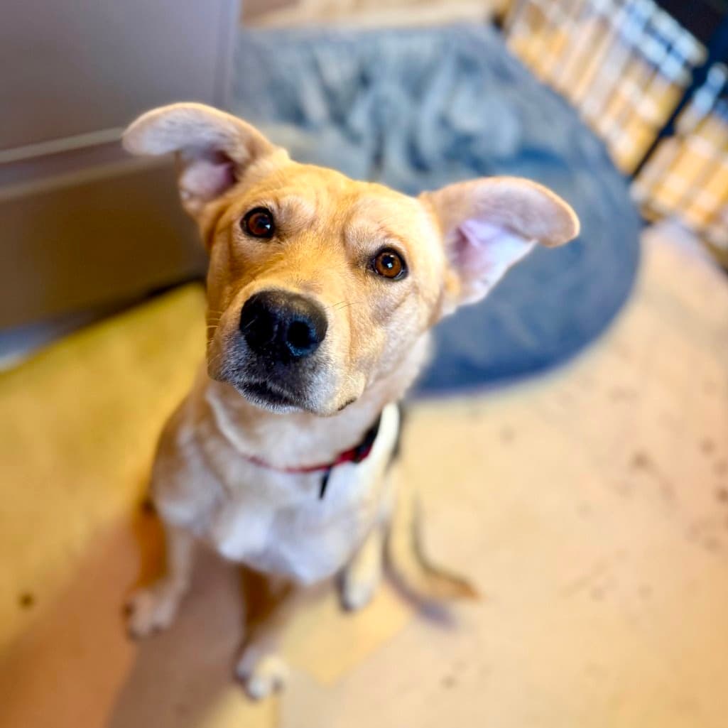 Momma Diamond - Mixed Breed available for adoption in Calgary