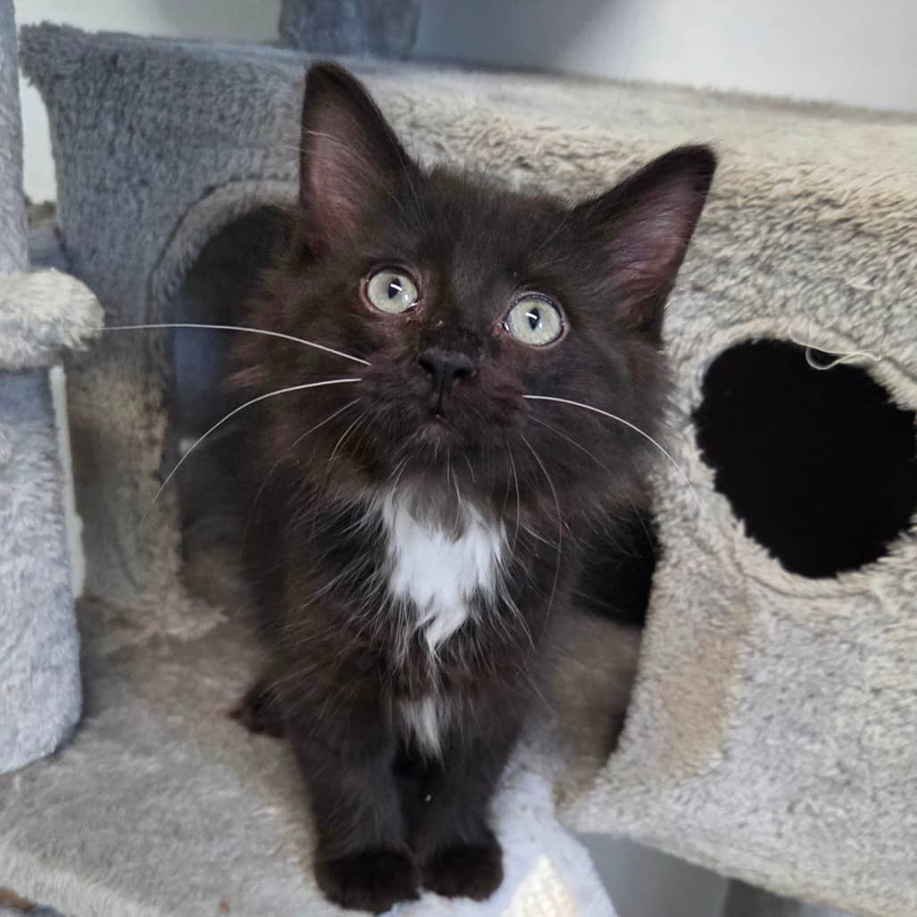 Boots - Domestic Shorthair available for adoption