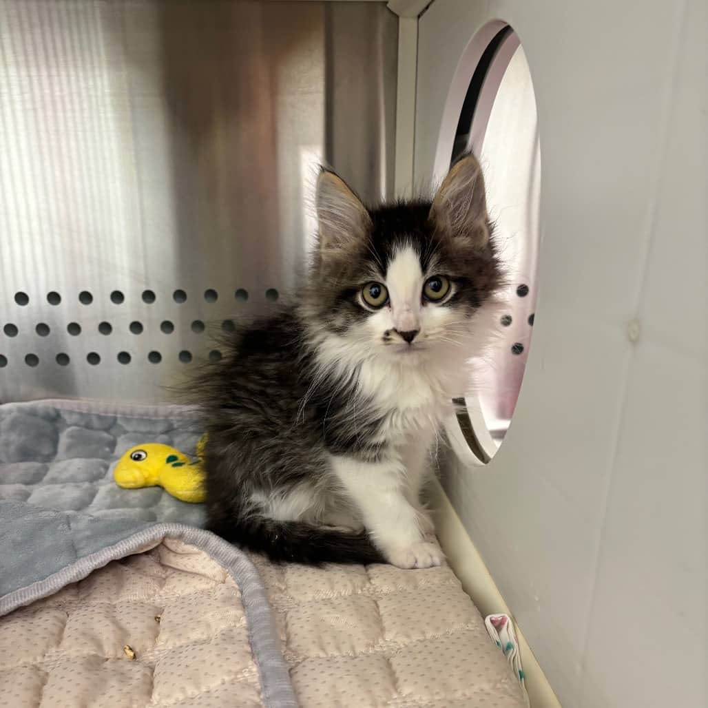 Oregano - Domestic Longhair available for adoption