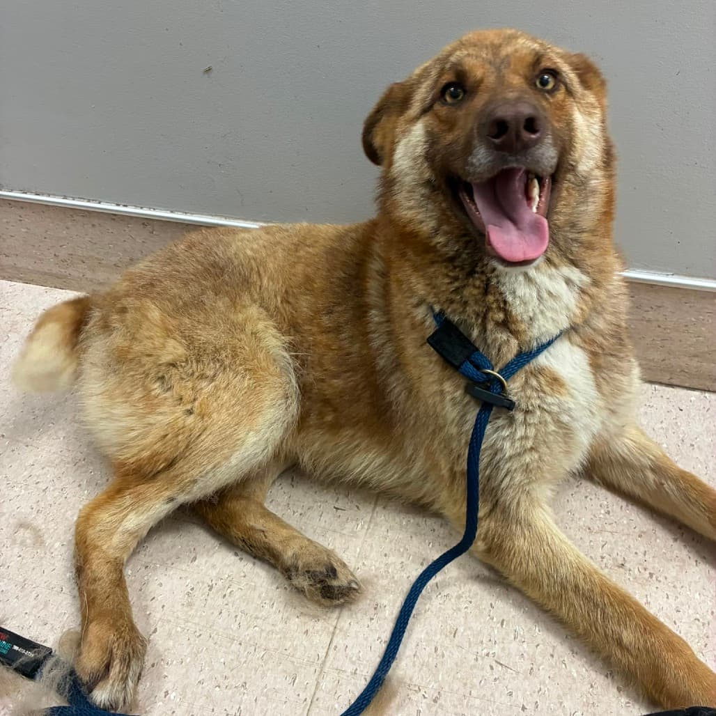 Knuckles - SHEPHERD/MIX available for adoption