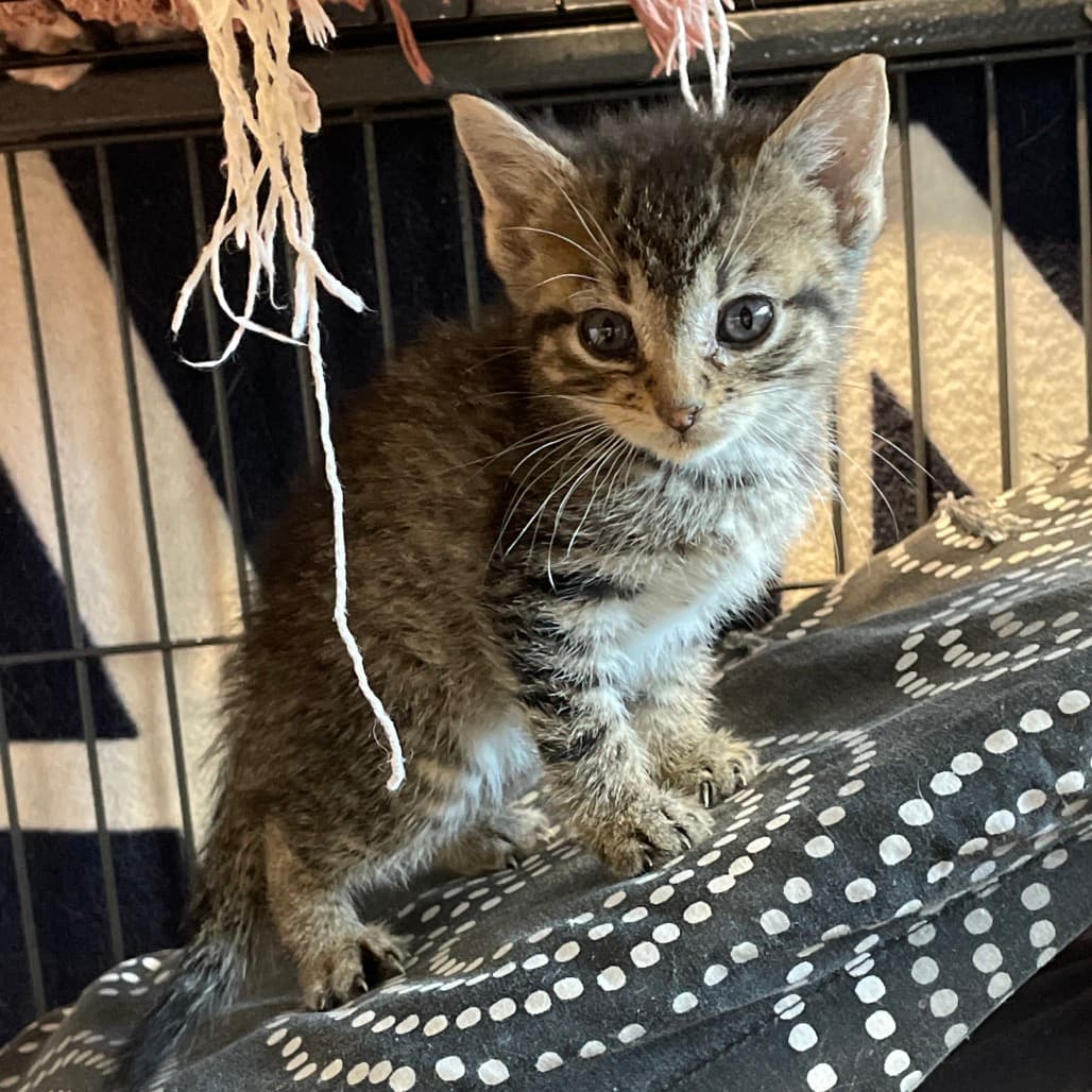Thistle - Domestic Shorthair available for adoption