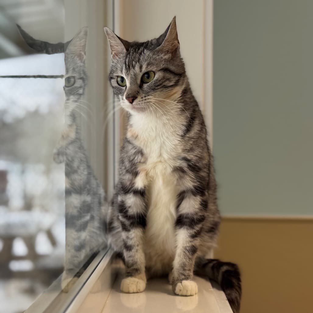 Mabel - Domestic Shorthair cat available for adoption at Saskatoon SPCA in Saskatoon
