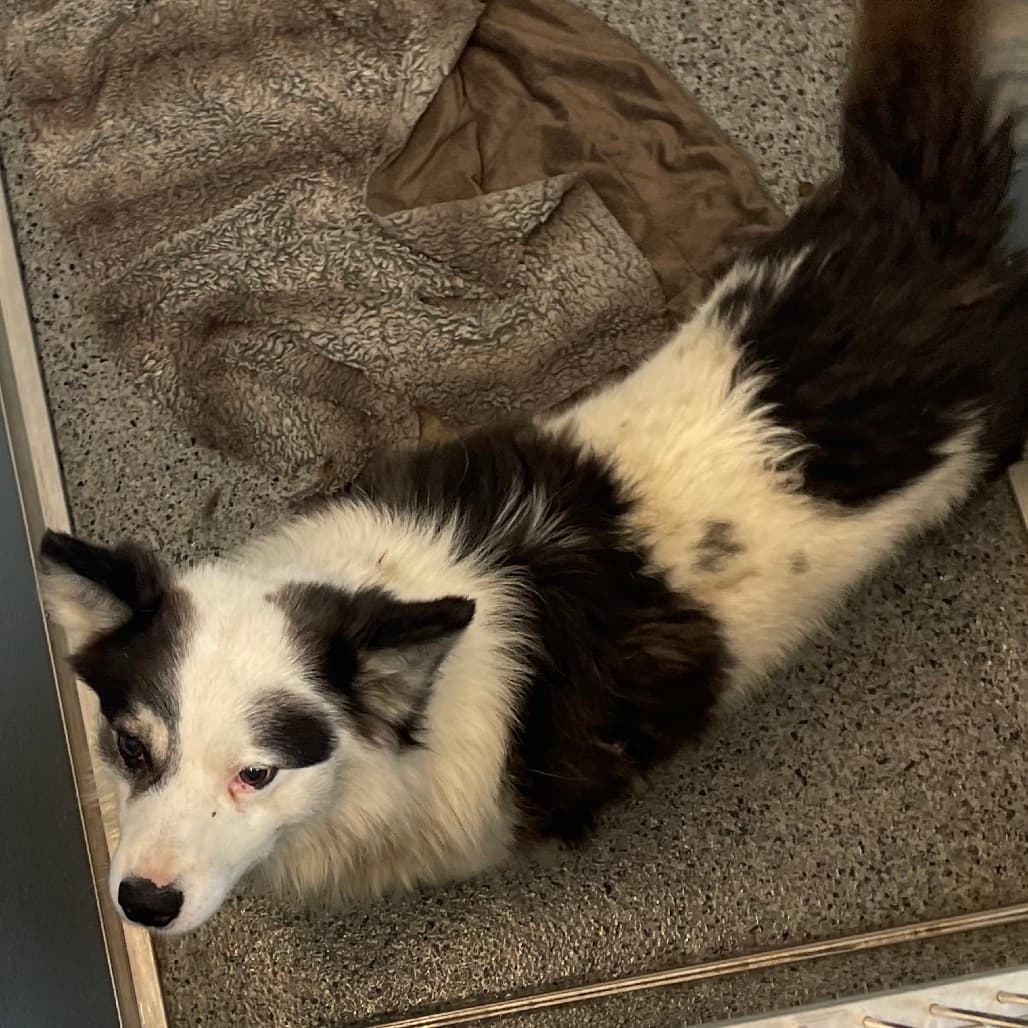 Linen - Collie available for adoption