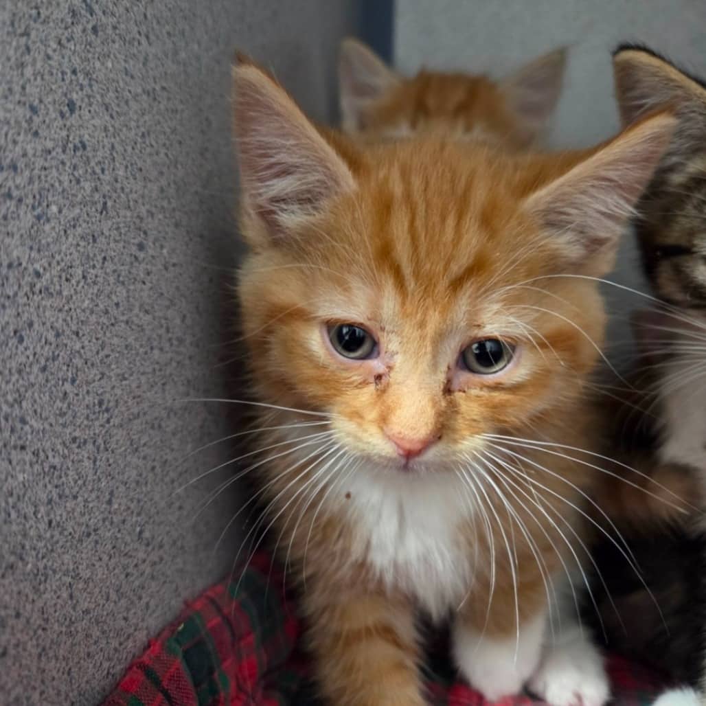 Pumpkin - Domestic Shorthair available for adoption