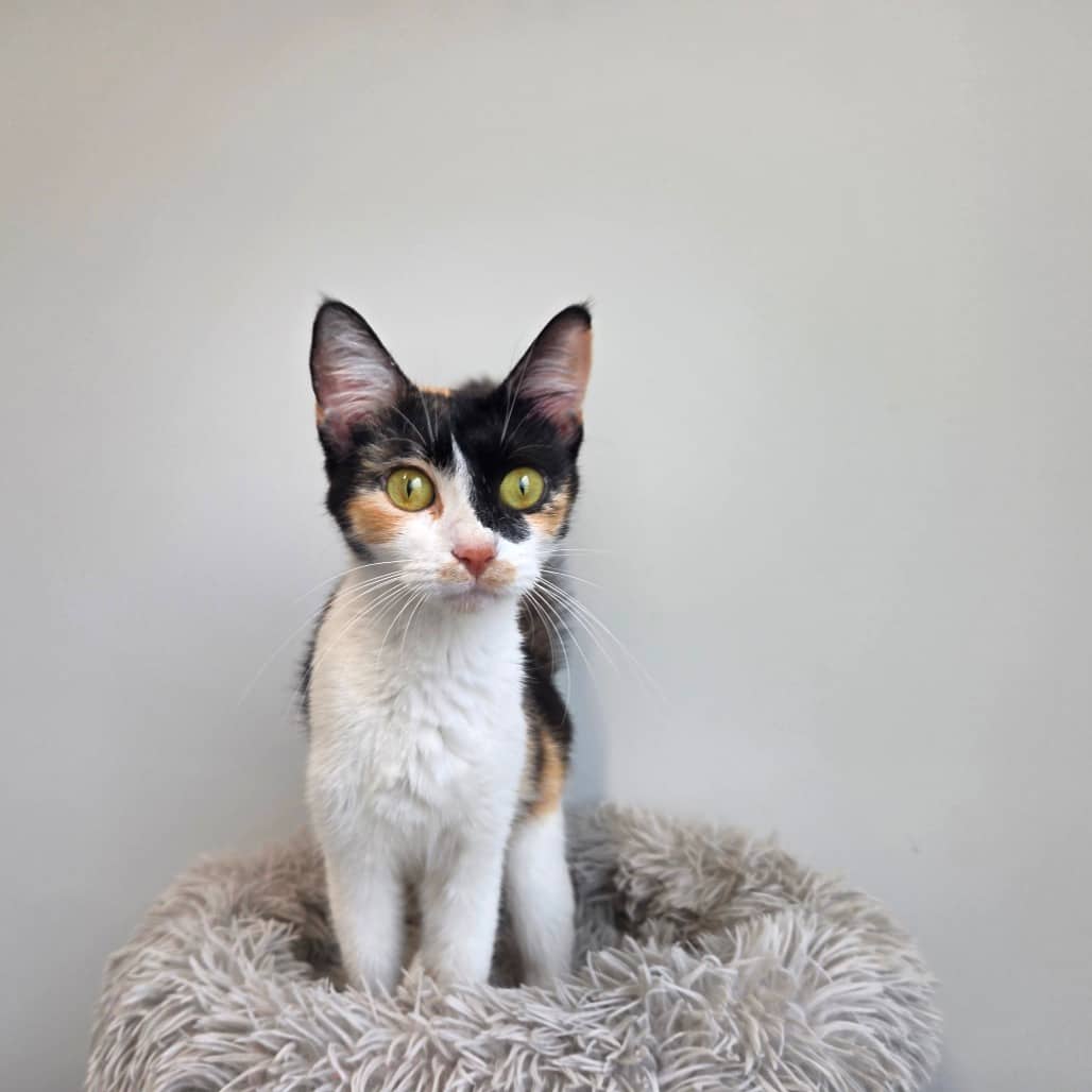 Cassie - Domestic Shorthair cat available for adoption at Saskatoon SPCA in Saskatoon