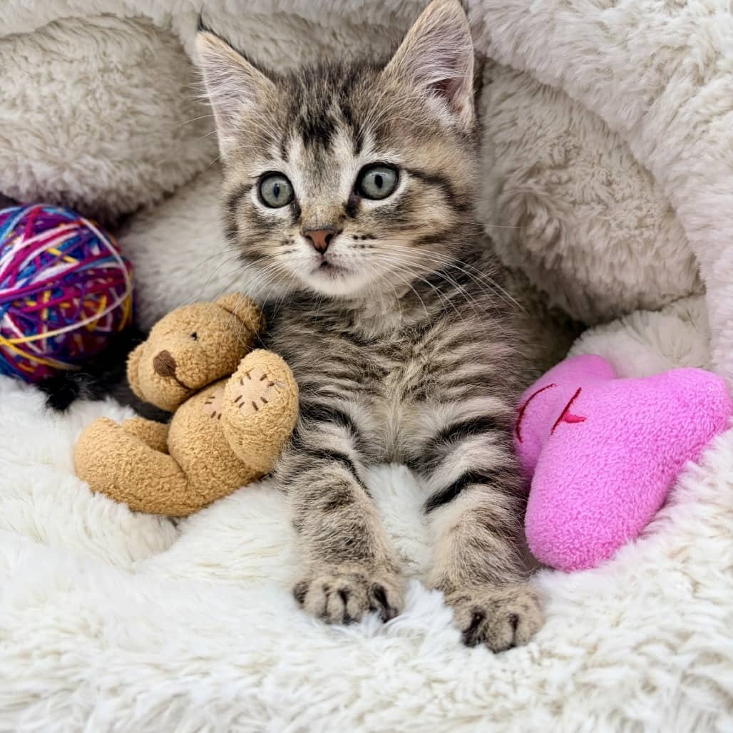 Donkey - Domestic Shorthair available for adoption