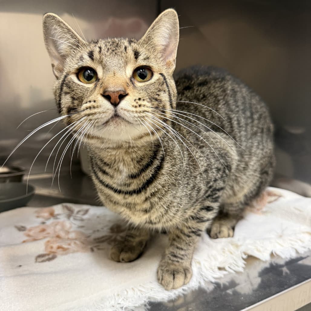 Charmer - Domestic Shorthair cat available for adoption at SPCA Swift Current in Swift Current