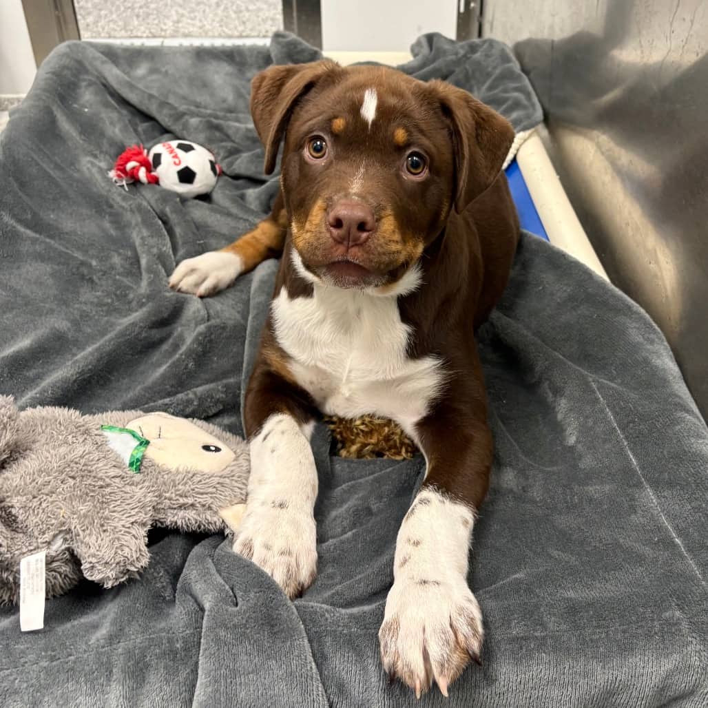 Taz - Rottweiler / Mixed Breed (Large) available for adoption in Saskatchewan