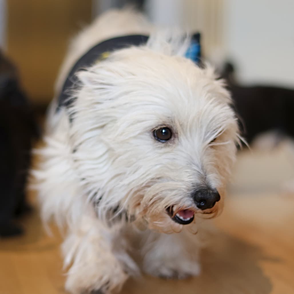 Luna Lovegood - Mixed Breed available for adoption in Calgary