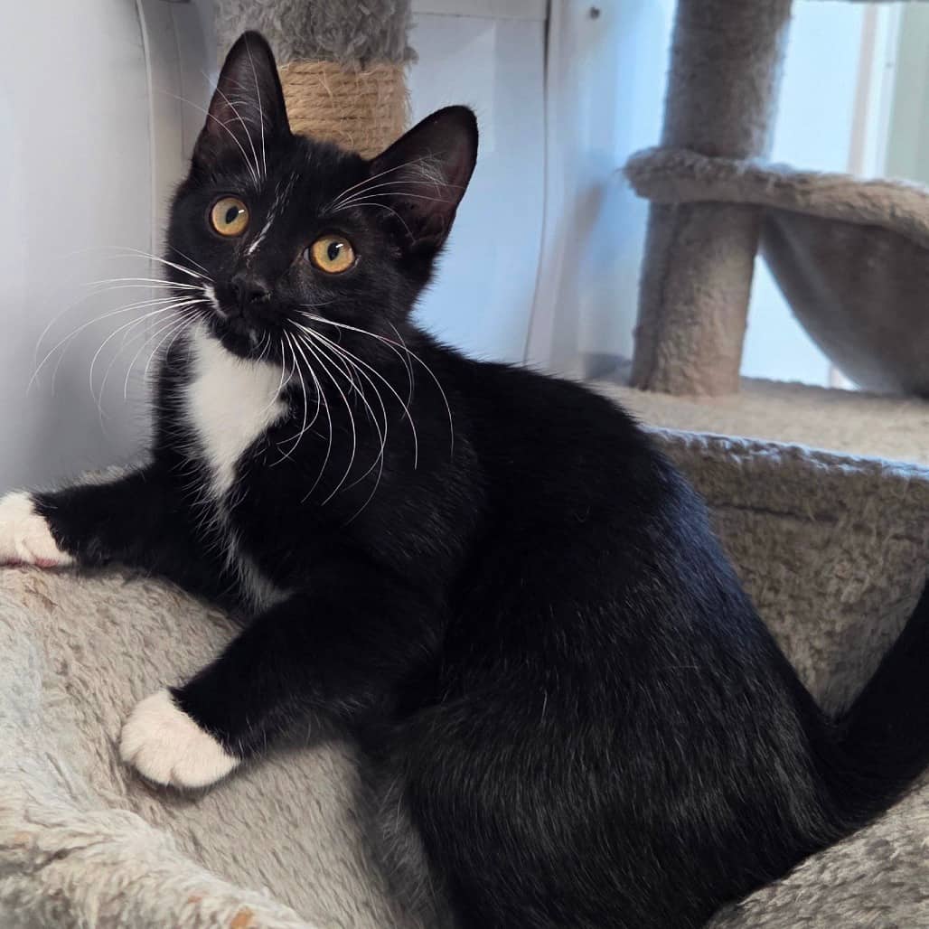 Sophia - Domestic Shorthair available for adoption