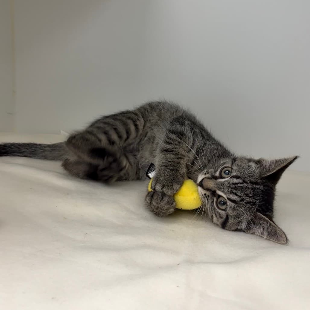 Tortilla - Domestic Shorthair available for adoption