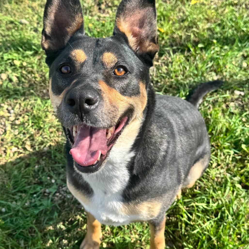 Copper - Mixed Breed (Medium) available for adoption in Saskatchewan
