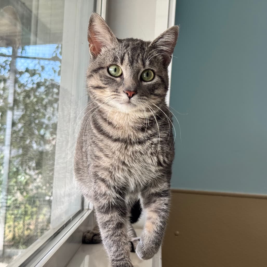 Lil Codd - Domestic Shorthair cat available for adoption at Prince Albert SPCA in Prince Albert
