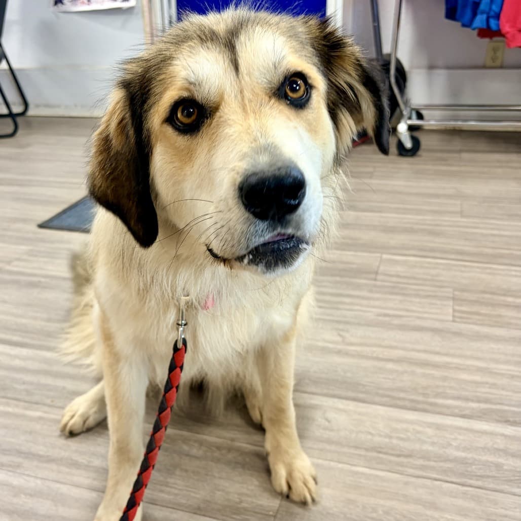 Delilah - Pyrenees, Great / Collie available for adoption at Moose Jaw Humane Society in Moose Jaw