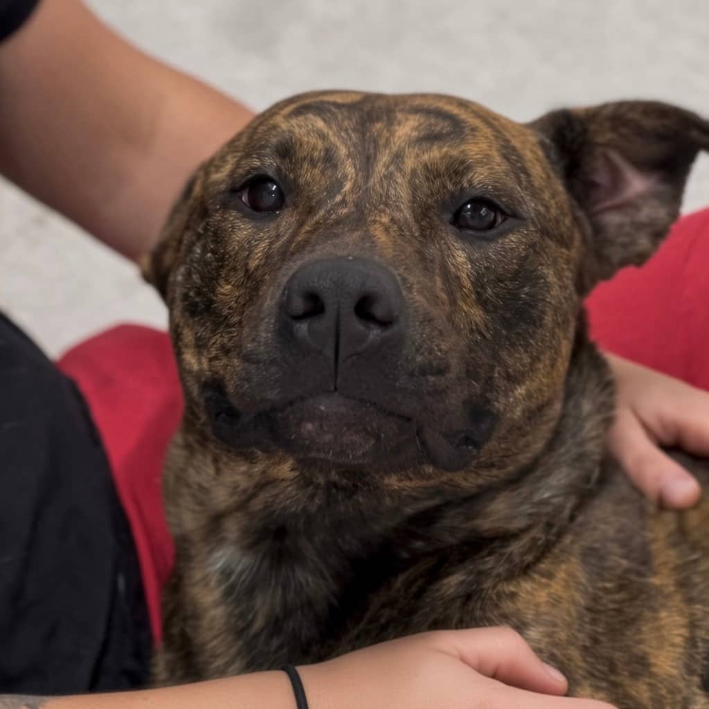 Maude - Terrier, American Staffordshire / Terrier, American Pit Bull available for adoption in Calgary