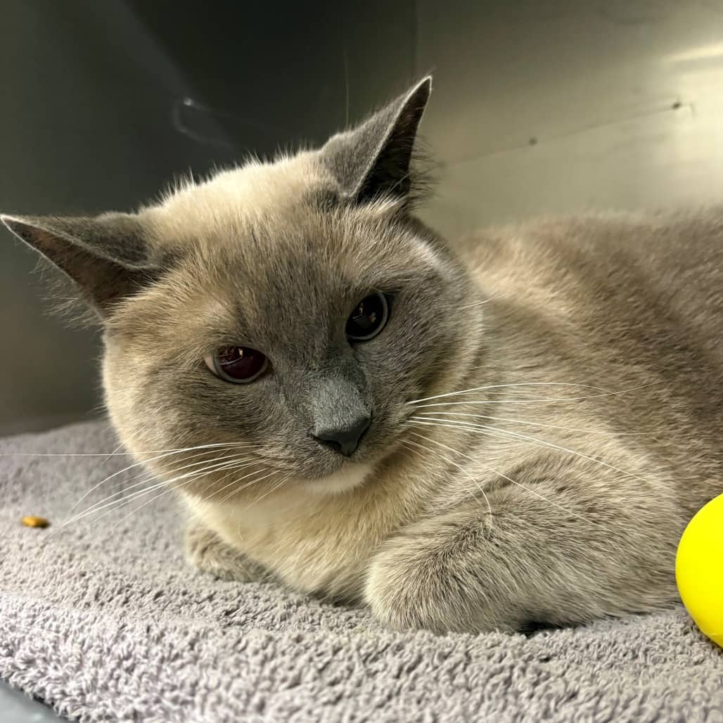 Bruce - Domestic Shorthair cat available for adoption at Moose Jaw Humane Society in Moose Jaw