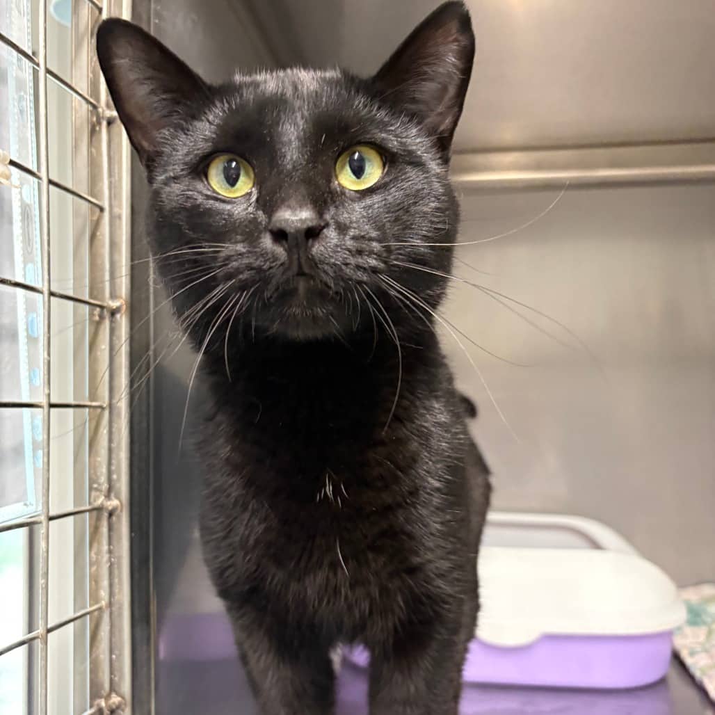 Lupin - Domestic Medium Hair available for adoption