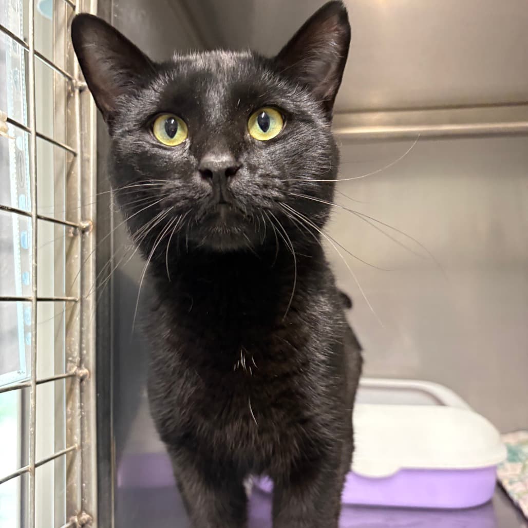 Lupin - Domestic Medium Hair cat available for adoption at North East SPCA in Melfort