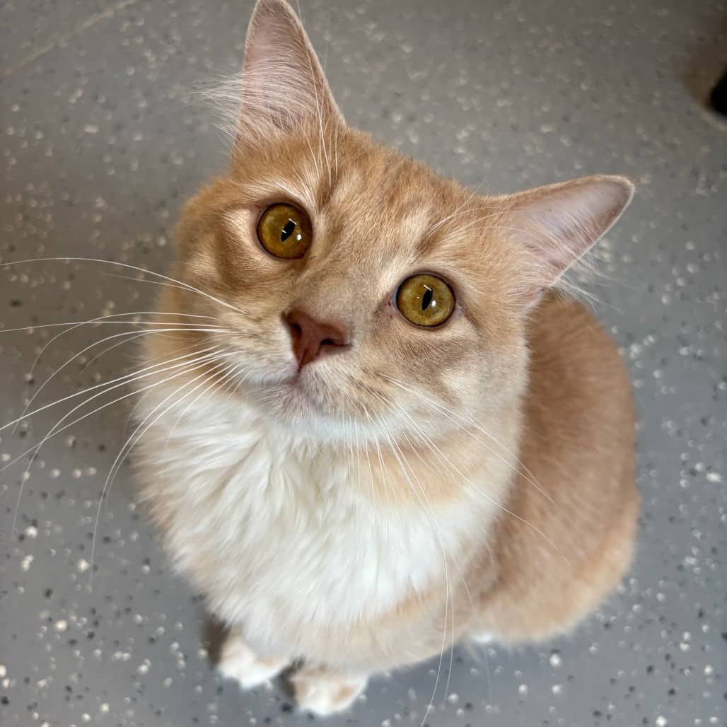Harrison - Domestic Medium Hair available for adoption