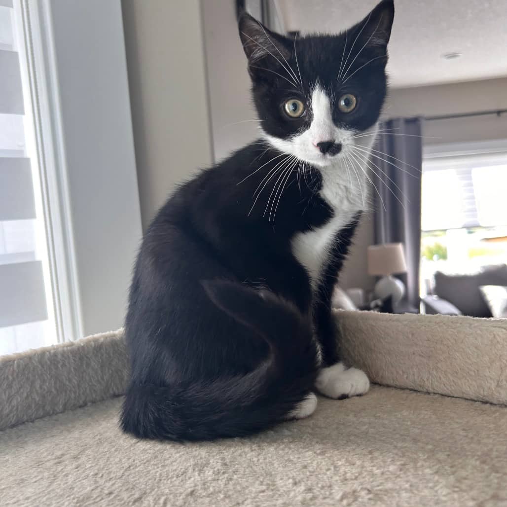 Bart - Domestic Shorthair available for adoption