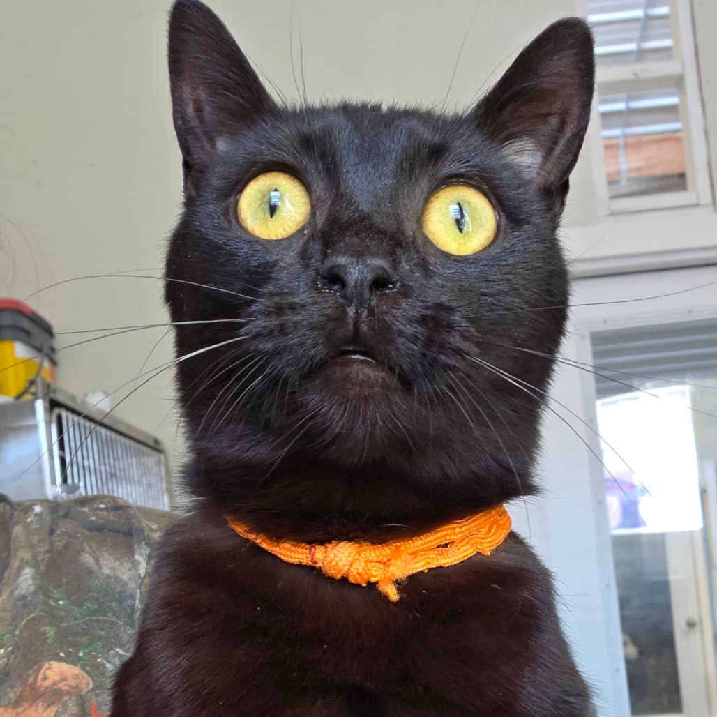 Noir - Br. Eyes - Domestic Medium Hair cat available for adoption at Humboldt & District SPCA in Humboldt